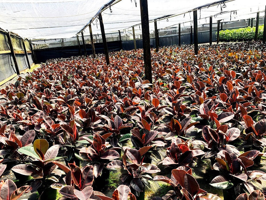 Ficus "Ruby" Elastica Variegated Rubber Plant