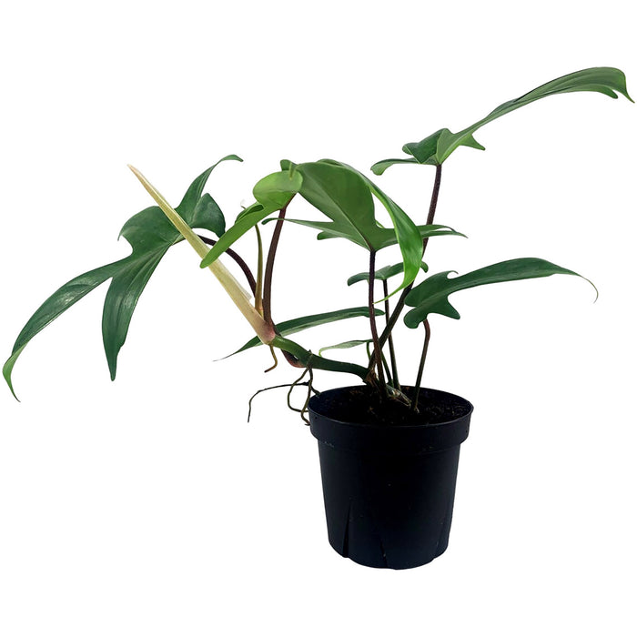 Philodendron Florida Green Starter Plant/4" Grower Pot