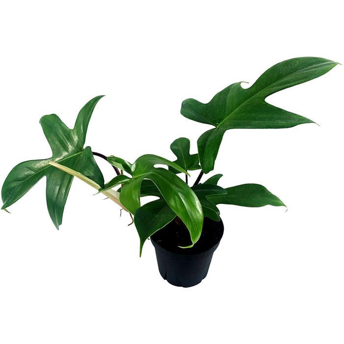 Philodendron Florida Green Starter Plant/4" Grower Pot