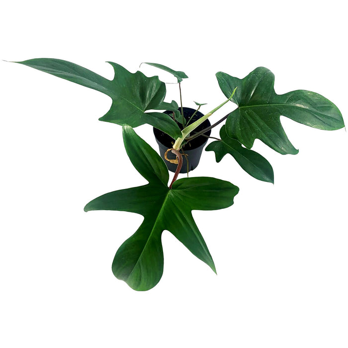 Philodendron Florida Green Starter Plant/4" Grower Pot