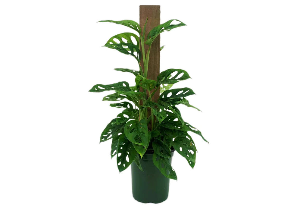 Monstera Adansonii Swiss Cheese Totem Pole
