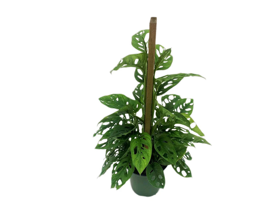 Monstera Adansonii Swiss Cheese Totem Pole