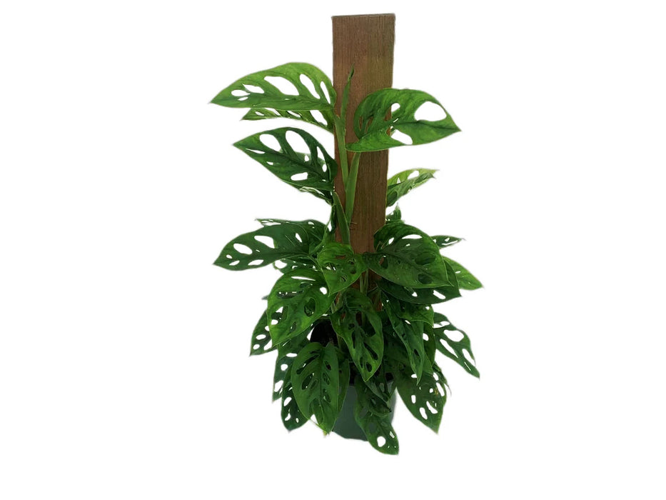 Monstera Adansonii Swiss Cheese Totem Pole