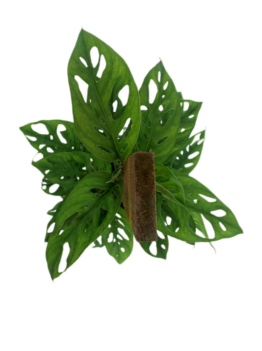 Monstera Adansonii Swiss Cheese Totem Pole