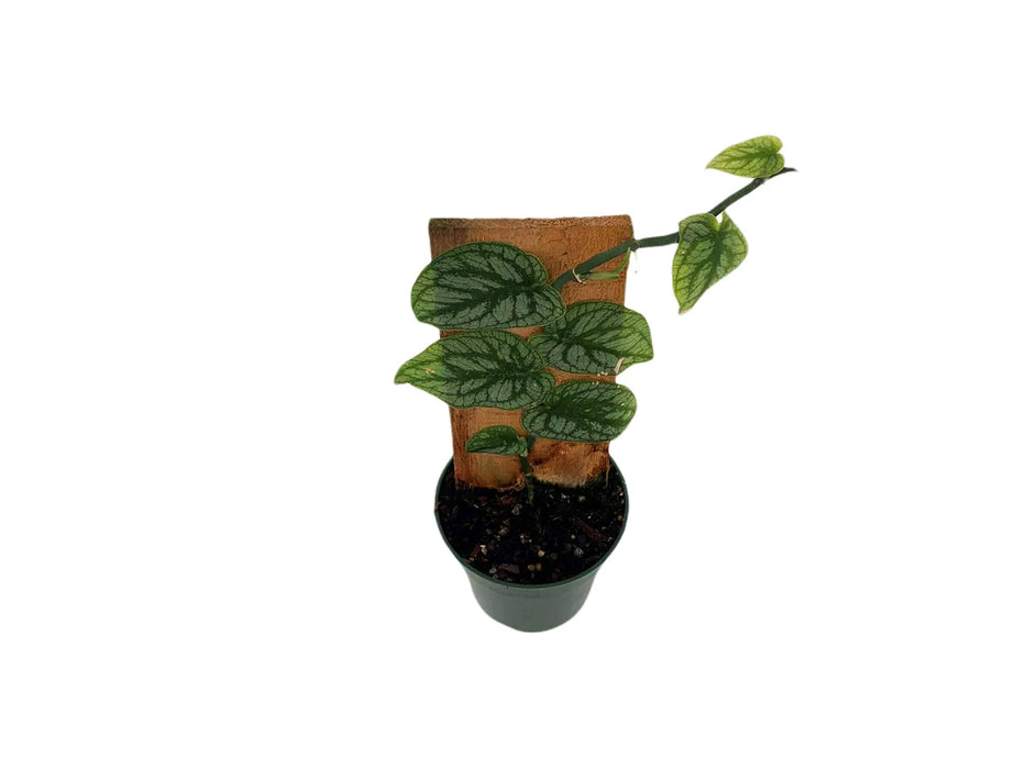 Monstera Dubia Pole
