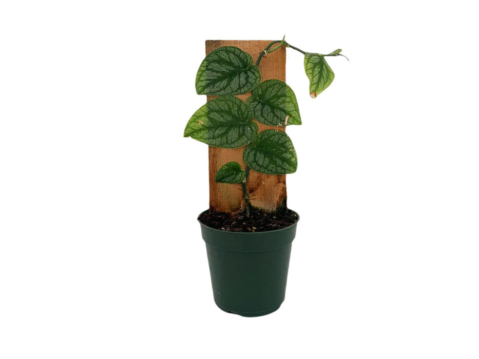 Monstera Dubia Pole