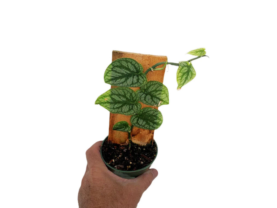 Monstera Dubia Pole