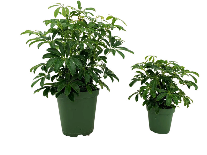 schefflera arboricola temperature Schefflera Arboricola Mini — Plantastic Direct