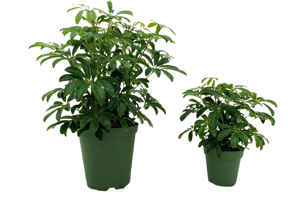 schefflera mini arboricola Schefflera Arboricola Mini — Plantastic Direct