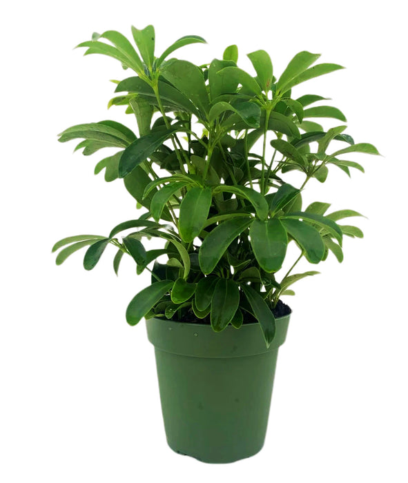 Schefflera Arboricola Mini