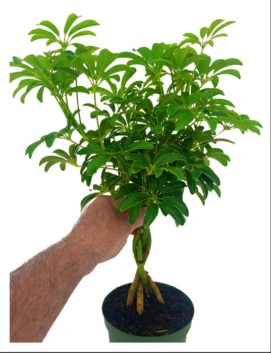 Schefflera Arboricola Mini Braid