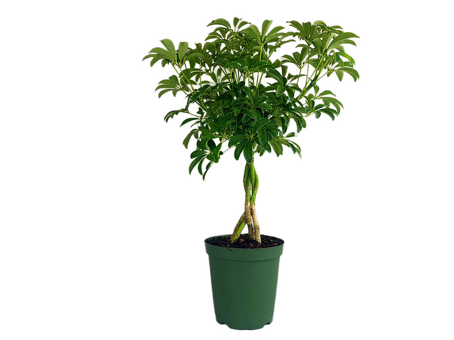 Schefflera Arboricola Mini Braid