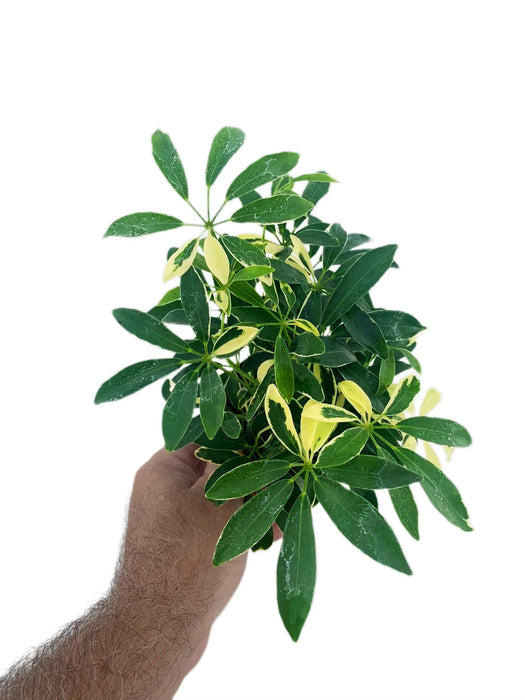 Schefflera Arboricola Variegated Moondrop Mini