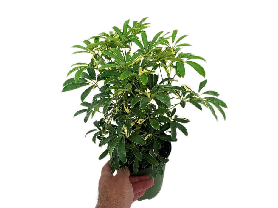 Schefflera Arboricola Variegated Moondrop Mini