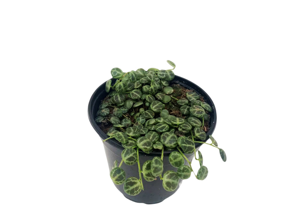 Peperomia Prostrata "String of Turtles"