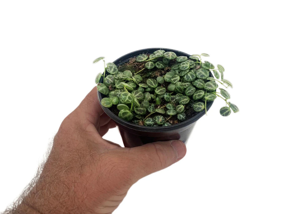 Peperomia Prostrata "String of Turtles"