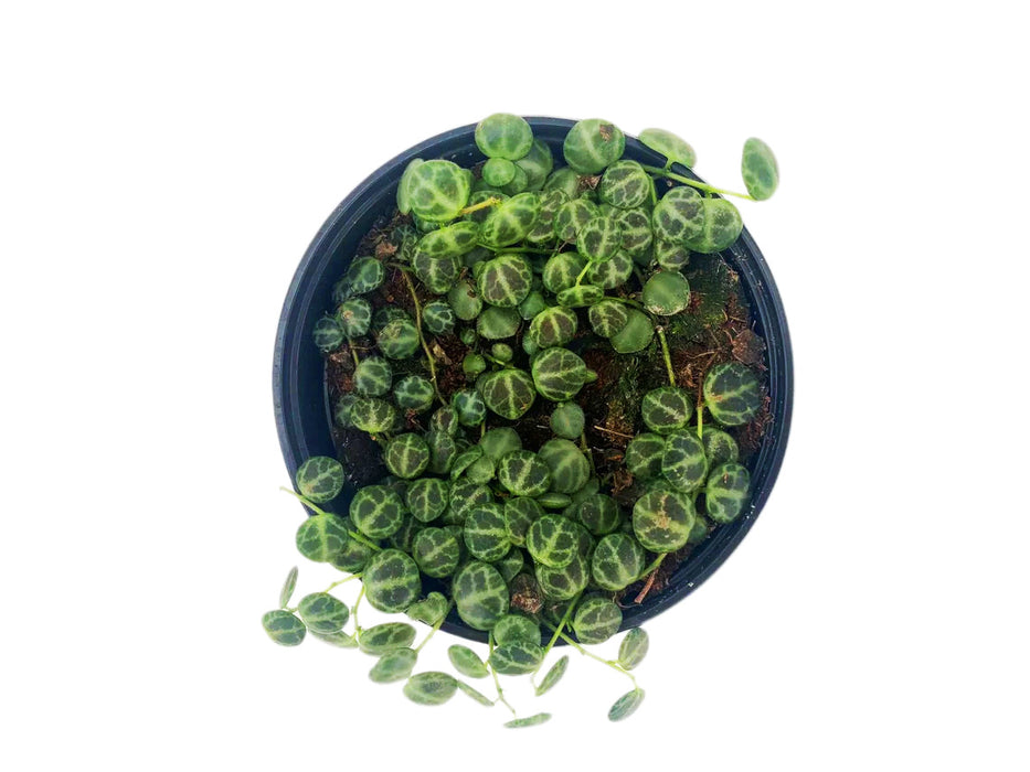 Peperomia Prostrata "String of Turtles"