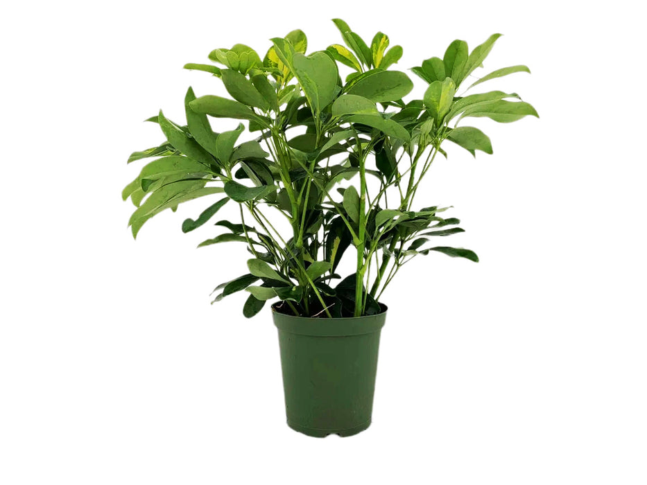 Variegated Schefflera Arboricola Gold Capella-4" or 6" Grower Pot