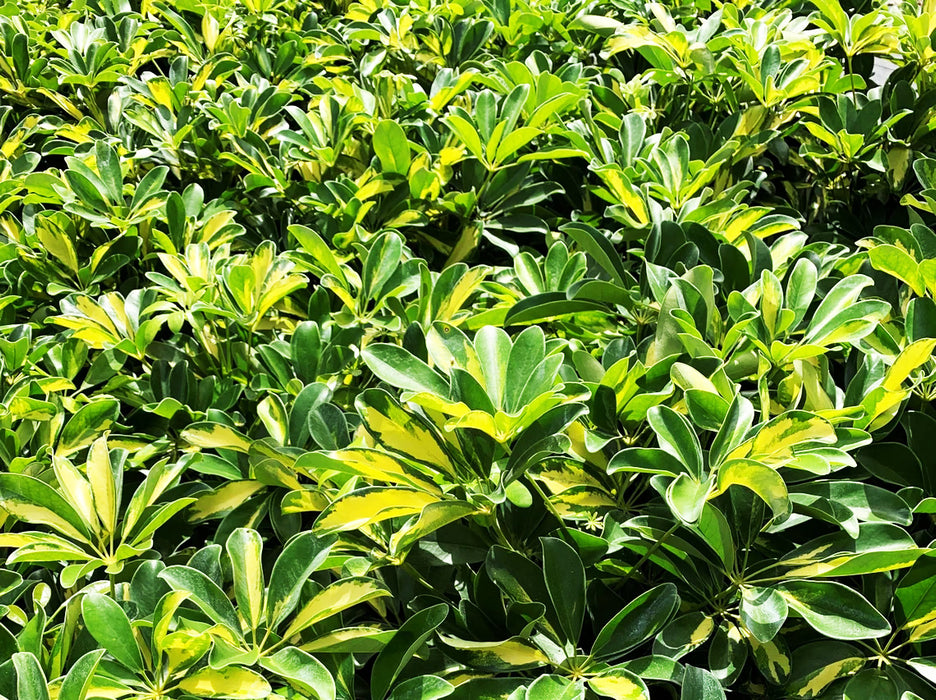 Variegated Schefflera Arboricola Gold Capella-4" or 6" Grower Pot