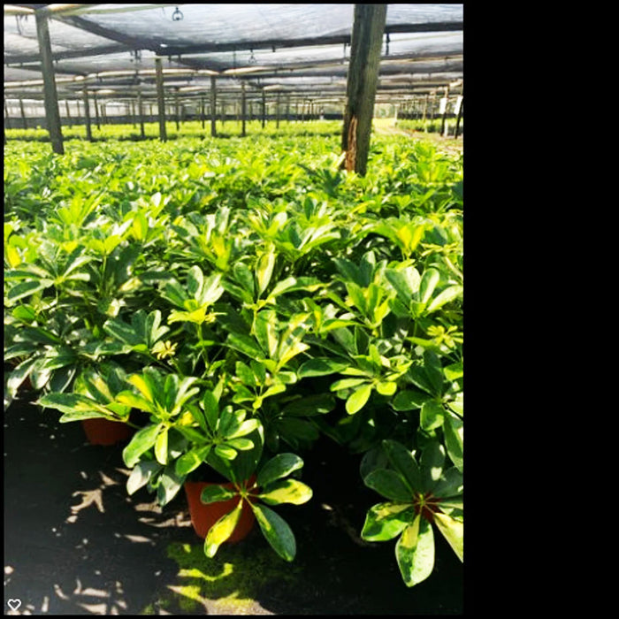 Variegated Schefflera Arboricola Gold Capella-4" or 6" Grower Pot