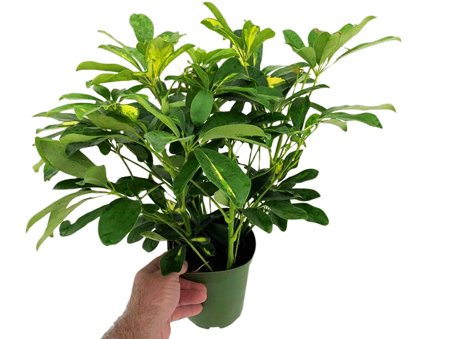 Variegated Schefflera Arboricola Gold Capella-4" or 6" Grower Pot