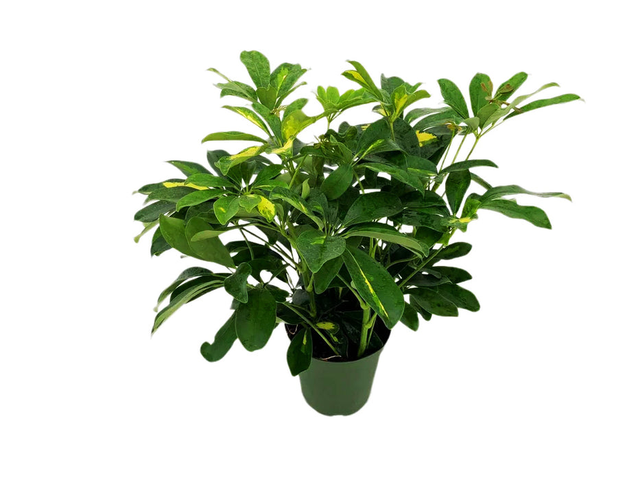 Variegated Schefflera Arboricola Gold Capella-4" or 6" Grower Pot