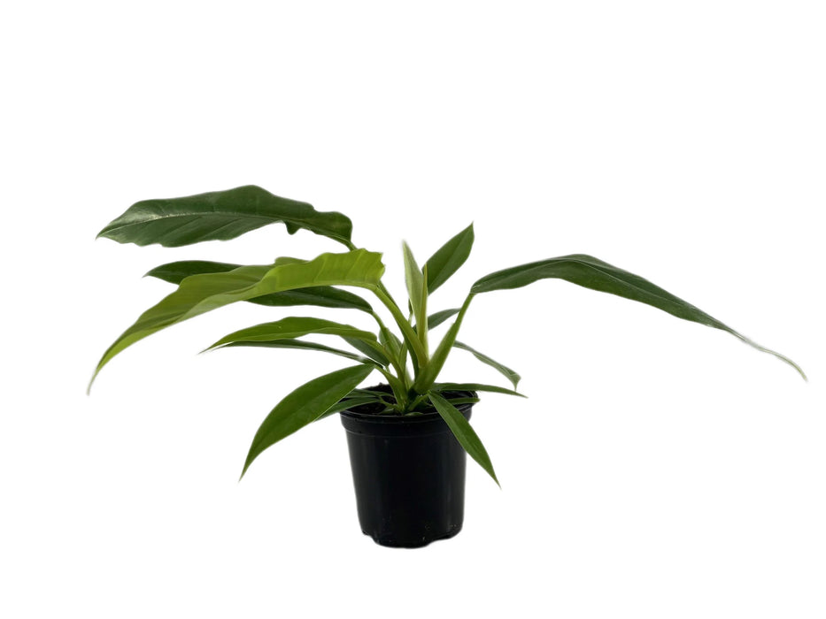 Philodendron Jungle Boogie-Starter Plant/4" Grower Pot