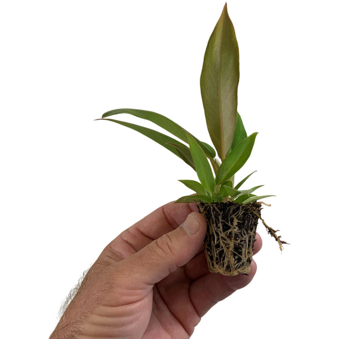 Philodendron Jungle Boogie-Starter Plant/4" Grower Pot